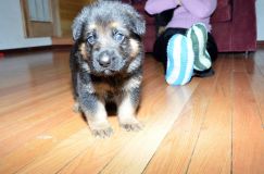 chots-berger-allemand-roxy-31janv-2012028.jpg