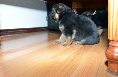 chots-berger-allemand-roxy-31janv-2012029.jpg