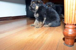 chots-berger-allemand-roxy-31janv-2012030.jpg