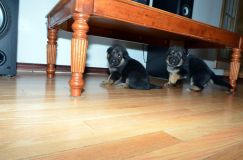 chots-berger-allemand-roxy-31janv-2012031.jpg