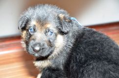 chots-berger-allemand-roxy-31janv-2012032.jpg