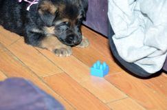 Nom du fichier=chots-berger-allemand-roxy-31janv-2012033.jpg
Taille du fichier=132Ko
Dimensions : 1200x795
Ajouté le : 31 Janvier 2012 chots-berger-allemand-roxy-31janv-2012033.jpg