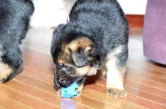 Nom du fichier=chots-berger-allemand-roxy-31janv-2012034.jpg
Taille du fichier=179Ko
Dimensions : 1200x795
Ajouté le : 31 Janvier 2012 chots-berger-allemand-roxy-31janv-2012034.jpg