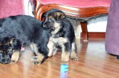 chots-berger-allemand-roxy-31janv-2012035.jpg