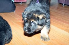 chots-berger-allemand-roxy-31janv-2012036.jpg