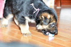Nom du fichier=chots-berger-allemand-roxy-31janv-2012037.jpg
Taille du fichier=184Ko
Dimensions : 1200x795
Ajouté le : 31 Janvier 2012 chots-berger-allemand-roxy-31janv-2012037.jpg