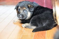 chots-berger-allemand-roxy-31janv-2012039.jpg