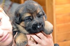 chotsroxy-berger-allemand-21janv-2012009.jpg