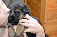 chotsroxy-berger-allemand-21janv-2012011.jpg
