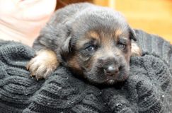 chotsroxy-berger-allemand-21janv-2012012.jpg