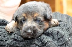 chotsroxy-berger-allemand-21janv-2012013.jpg