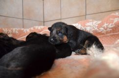 Nom du fichier=harley29mars16004.jpg
Taille du fichier=111Ko
Dimensions : 1200x795
Ajouté le : 29 Mars 2016 harley29mars16004.jpg
