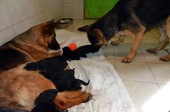 holi2012mars12-bergerallemand010.jpg