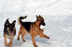 Nom du fichier=leschiens2012mars06-bergerallemand014.jpg
Taille du fichier=96Ko
Dimensions : 1200x795
Ajouté le : 06 Mars 2012 leschiens2012mars06-bergerallemand014.jpg