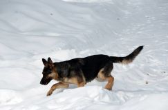 Nom du fichier=leschiens2012mars06-bergerallemand017.jpg
Taille du fichier=69Ko
Dimensions : 1200x795
Ajouté le : 06 Mars 2012 leschiens2012mars06-bergerallemand017.jpg