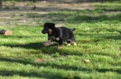 Nom du fichier=lucky09-30-17007.jpg
Taille du fichier=208Ko
Dimensions : 1200x795
Ajouté le : 02 Octobre 2017 lucky09-30-17007.jpg