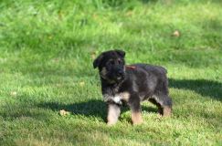 Nom du fichier=lucky09-30-17008.jpg
Taille du fichier=211Ko
Dimensions : 1200x795
Ajouté le : 02 Octobre 2017 lucky09-30-17008.jpg