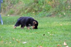 Nom du fichier=lucky10-09-17009.jpg
Taille du fichier=160Ko
Dimensions : 1200x795
Ajouté le : 09 Octobre 2017 lucky10-09-17009.jpg