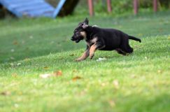 Nom du fichier=lucky10-09-17011.jpg
Taille du fichier=121Ko
Dimensions : 1200x795
Ajouté le : 09 Octobre 2017 lucky10-09-17011.jpg