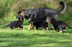 Nom du fichier=lucky10-09-17016.jpg
Taille du fichier=227Ko
Dimensions : 1200x795
Ajouté le : 09 Octobre 2017 lucky10-09-17016.jpg