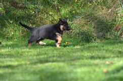 Nom du fichier=lucky10-09-17034.jpg
Taille du fichier=258Ko
Dimensions : 1200x795
Ajouté le : 09 Octobre 2017 lucky10-09-17034.jpg