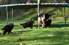 Nom du fichier=lucky10-09-17037.jpg
Taille du fichier=214Ko
Dimensions : 1200x795
Ajouté le : 09 Octobre 2017 lucky10-09-17037.jpg