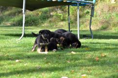 Nom du fichier=lucky10-09-17047.jpg
Taille du fichier=218Ko
Dimensions : 1200x795
Ajouté le : 09 Octobre 2017 lucky10-09-17047.jpg