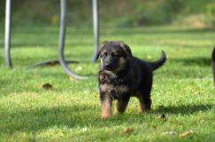 Nom du fichier=lucky10-09-17053.jpg
Taille du fichier=166Ko
Dimensions : 1200x795
Ajouté le : 09 Octobre 2017 lucky10-09-17053.jpg