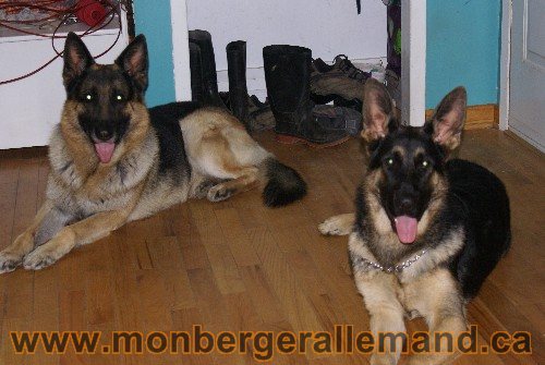 Capone et Lady - Berger Allemand de Grande lignee