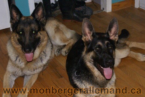 Capone et Lady - Berger Allemand de Grande lignee