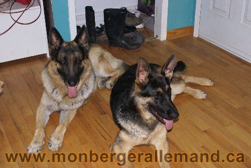 Capone et Lady - Berger Allemand de Grande lignee