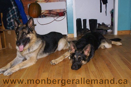 Capone et Lady - Berger Allemand de Grande lignee