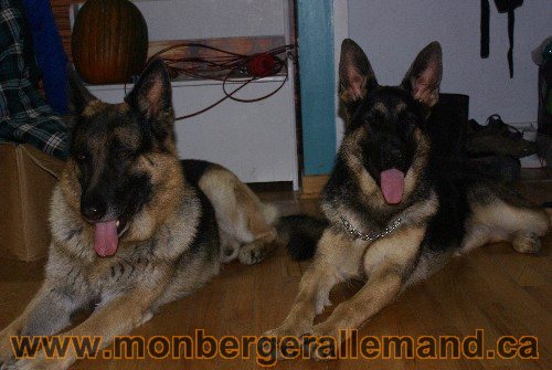 Capone et Lady - Berger Allemand de Grande lignee