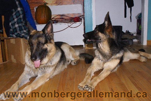 Capone et Lady - Berger Allemand de Grande lignee