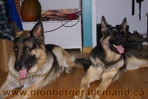 Capone et Lady - Berger Allemand de Grande lignee