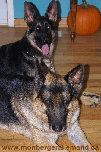Capone et Lady - Berger Allemand de Grande lignee