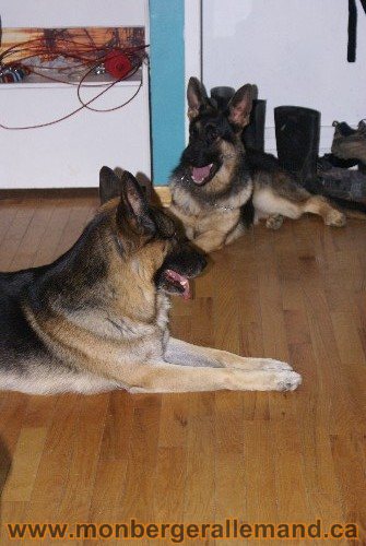 Capone et Lady - Berger Allemand de Grande lignee