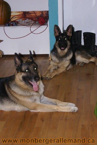 Capone et Lady - Berger Allemand de Grande lignee