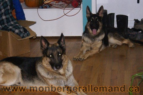 Capone et Lady - Berger Allemand de Grande lignee