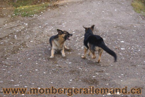 Capone et Lady - Berger Allemand de Grande lignee