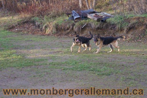 Capone et Lady - Berger Allemand de Grande lignee