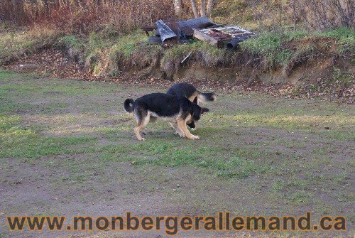 Capone et Lady - Berger Allemand de Grande lignee