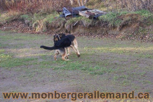 Capone et Lady - Berger Allemand de Grande lignee