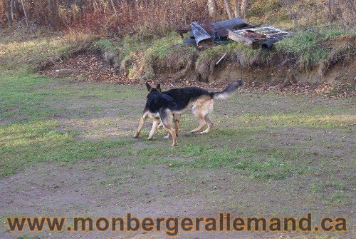 Capone et Lady - Berger Allemand de Grande lignee