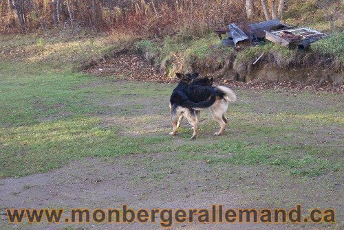 Capone et Lady - Berger Allemand de Grande lignee