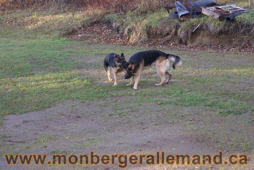 Capone et Lady - Berger Allemand de Grande lignee