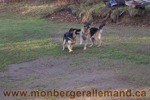 Capone et Lady - Berger Allemand de Grande lignee