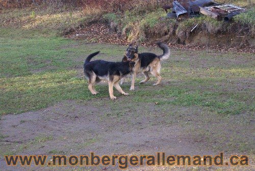 Capone et Lady - Berger Allemand de Grande lignee