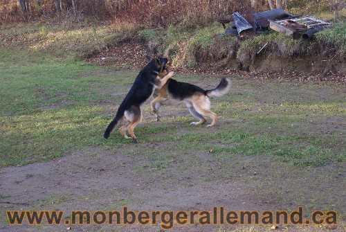 Capone et Lady - Berger Allemand de Grande lignee