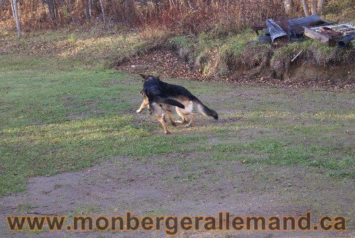 Capone et Lady - Berger Allemand de Grande lignee